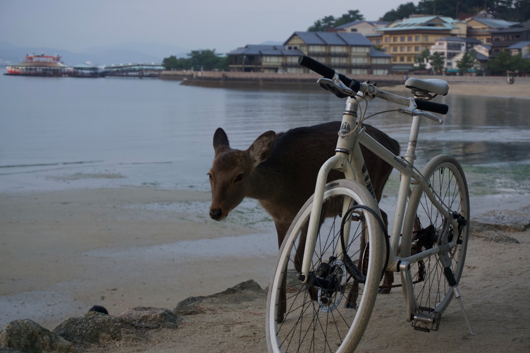 Photo vacanța pe bicicletă
