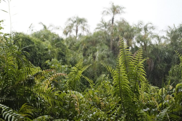 Cum călătorești în sezonul ploios dintr-o destinație tropicală Ploaie tropicală deasupra unei păduri dese și verzi, cu nori joși și ceață printre copaci